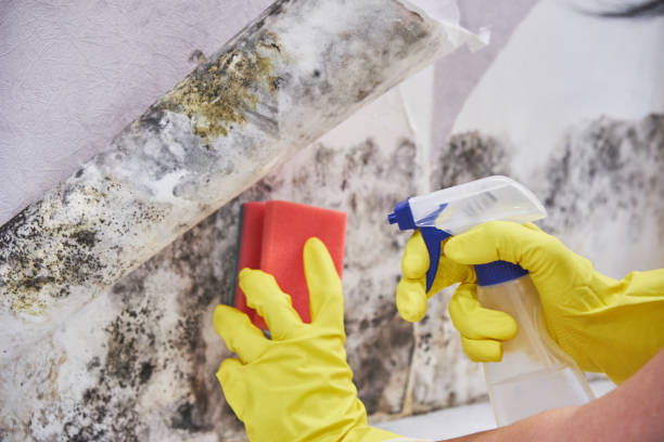 Best Basement Mold Removal in Bakersfield, CA